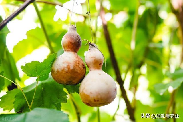 种植葫芦，5种方式增产，满园都是葫芦