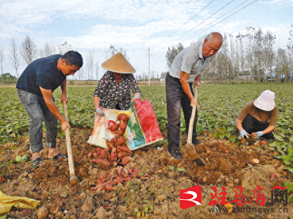 泌阳：红薯种植带来助农增收新“薯”光