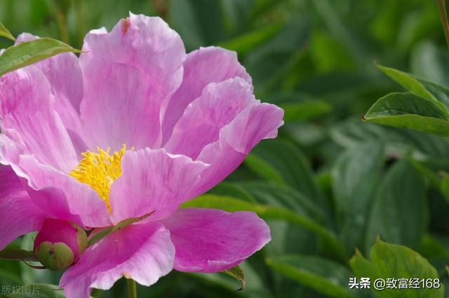 赤芍种子育苗种植技术