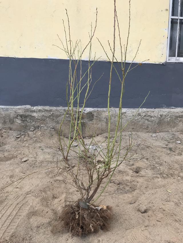 关于苗木——不同种苗移栽的最适宜规格和栽植季节的选择