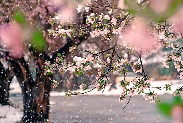 有院子，就栽7种树，“老祖宗”诚不欺我