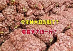 大蒜种植技术及产量(种大蒜都发财了？25亩卖了18万今年大蒜多钱一斤？亩产多高？)