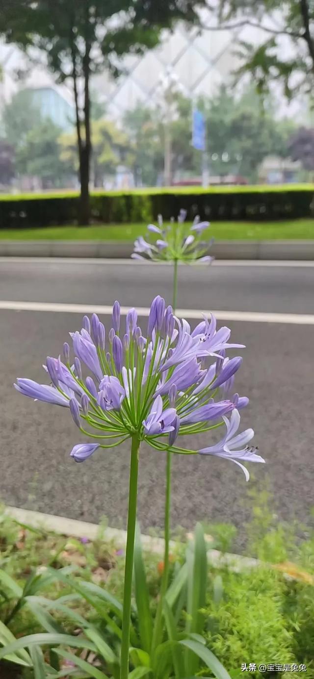 红皮花生