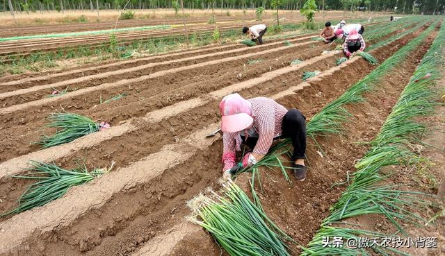 大葱一年种植几次？具体什么时间种植？播种育苗有哪些技术要点？