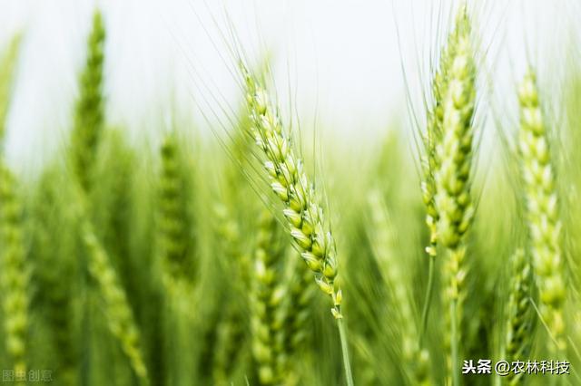 小麦物栽培技术，种植方法既简单又方便，不妨学习一下