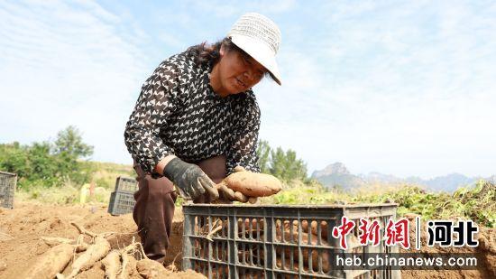 河北易县：五万余亩红薯采收忙