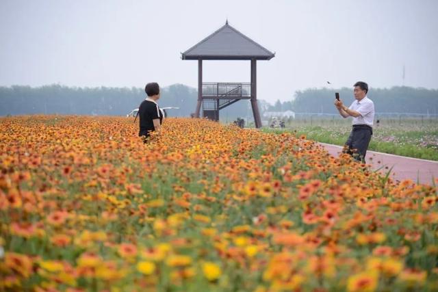 看锦绣花海，品红色记忆！徐州这些青山绿水间的渔村风情令人向往