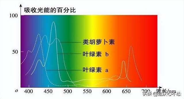 低温下，为什么V2（BR-16）是最适合种植的波罗水稻品种？