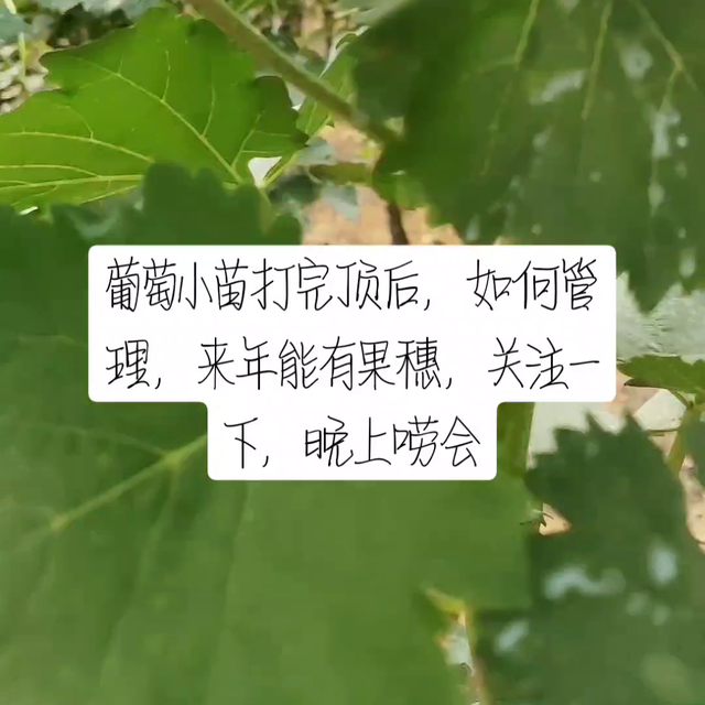 ，葡萄小苗如何管理来年有花穗，#了解种植技术点红心关注