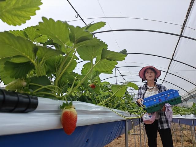 这里，夏季草莓别样甜！