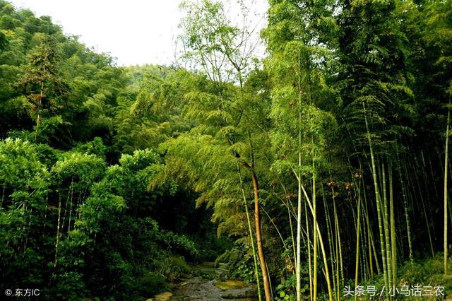 竹根太多影响房子安全，你可以试着用下面方法来除掉竹根