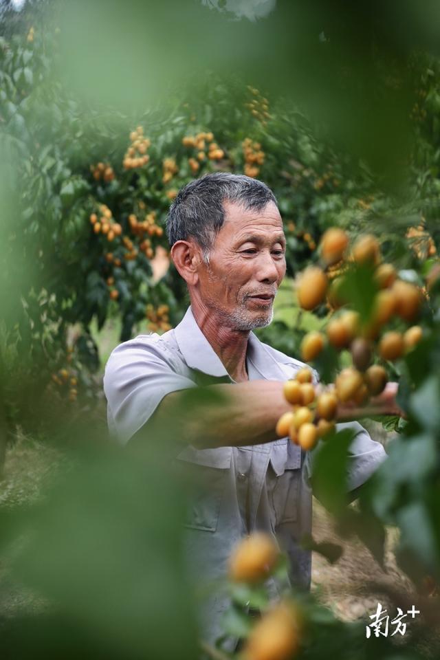 视频｜龙颈鸡心黄皮丰产上市啦