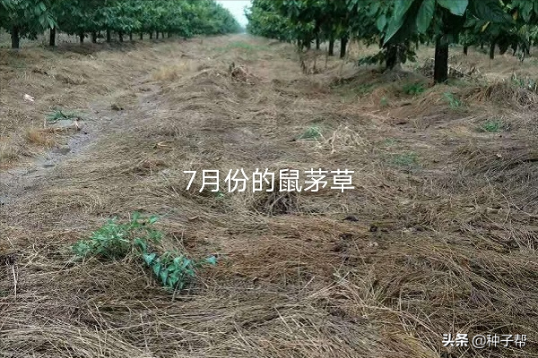 果园种鼠茅草，4-5年不用花钱除草，疏松土壤，投入低，效益高