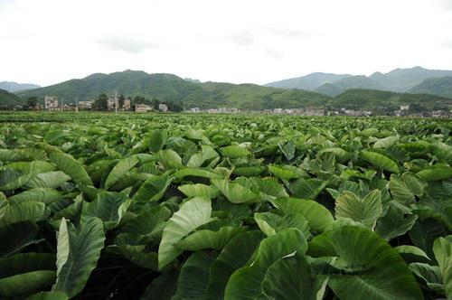 种植高产槟榔芋技术，采用化学防治方式提高产量。这几点不妨看看