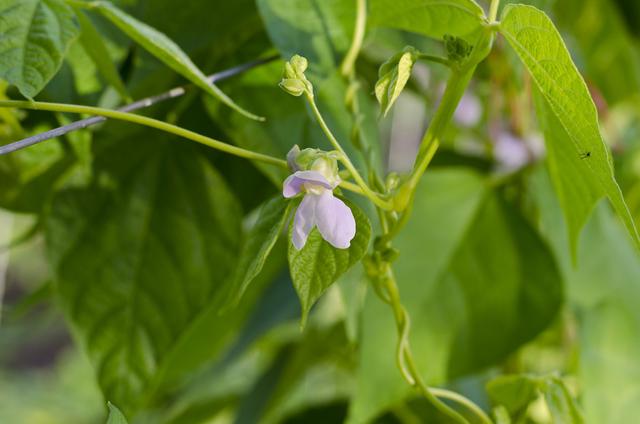 补钙冠军芸豆，种植过程中不结荚该怎么办？