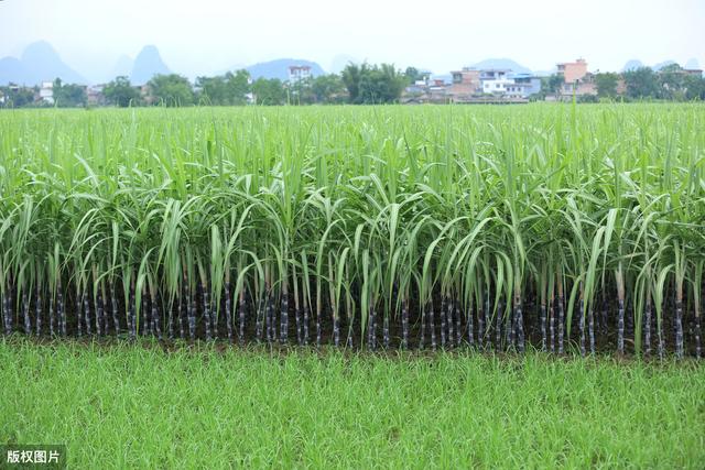 种植甘蔗高产栽培技术，加强生长期追肥管理，大大提高种植收入