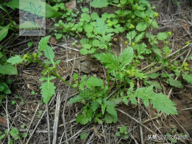 一篇认全北方常见野菜