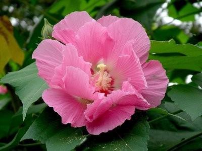 植物非试管高效快繁技术繁殖芙蓉