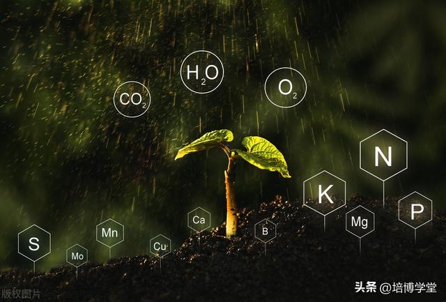 孙培博：果园土壤、水肥管理的哪些坑，你踩过多少？（一）