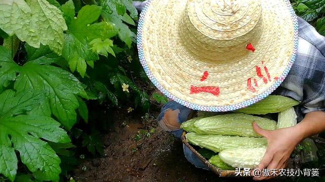 高产苦瓜有哪些种植管理技巧？注意5大方面