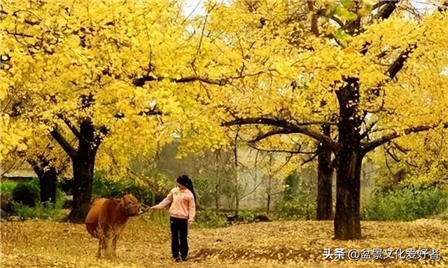 野外老桩，小心挖进牢里