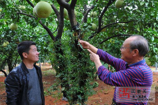 金华：文旦树上种石斛 这事听起来是不是挺新鲜