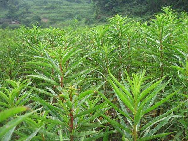 扯根菜也叫赶黄草，它是一种什么样的植物