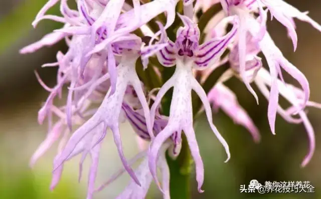 15种长成妖精的奇花异草，见过4种以上就是大神