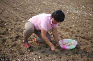 大蒜种植肥料(大蒜种植：大蒜肥料使用要科学，这样施肥效果最好)