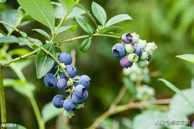 蓝莓无公害栽培技术，种植方法你都了解吗？不妨一看