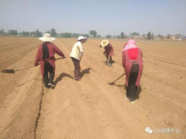 你知道正宗河南温县铁棍山药是怎么种植的吗？正确打开方式