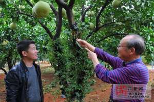 文旦的种植技术(金华：文旦树上种石斛 这事听起来是不是挺新鲜)