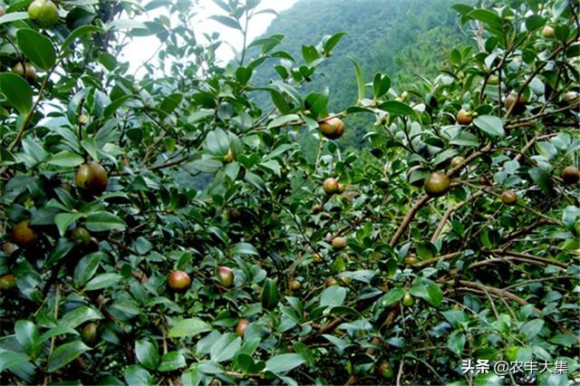 油茶种植栽培技术，掌握起来可以提升产量，获得好收成