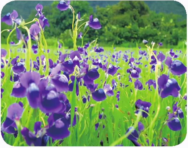 狸藻繁殖及病虫害防治栽培技术