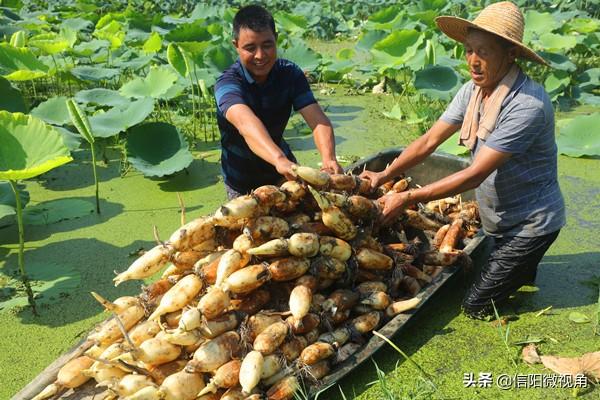 河南光山县：数百亩珍珠莲藕喜获丰收（组图）