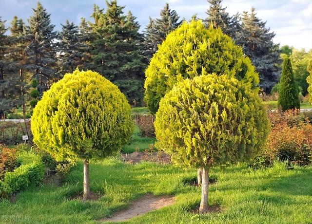 如何选取适合的植物来设计现代风花园？