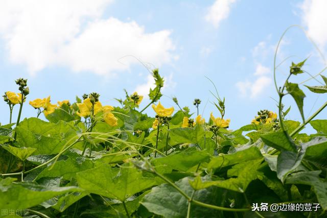 丝瓜又长又香，丝瓜的种植时间和方法，农村很多人都喜欢