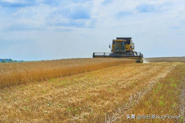 一个山东农民在俄罗斯十八年，扎根西伯利亚开荒、种地、种菜