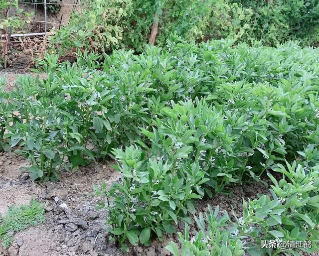 年前枝年后花，上开花下结荚，蚕豆高产有诀窍“冬培管理”少不了