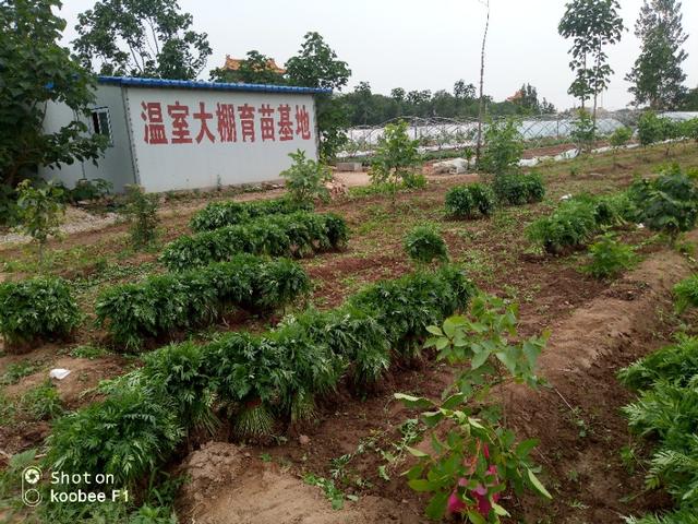 万寿菊种植管理技术