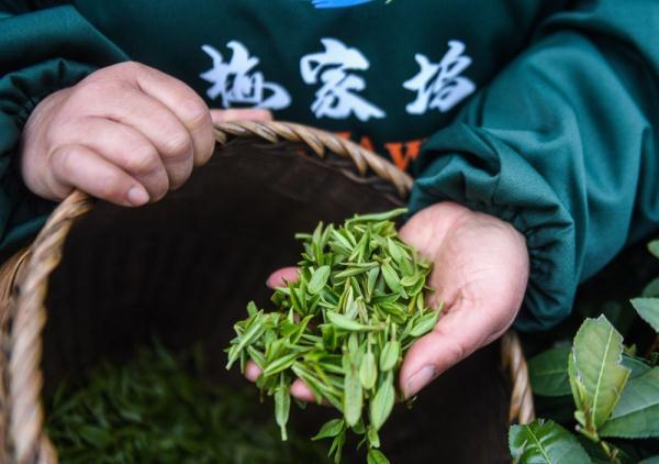 西湖龙井“明前茶”开采