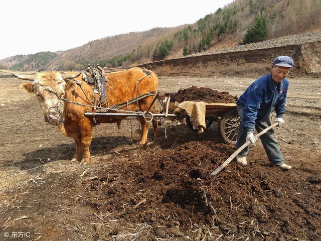 知识篇：香椿的栽培、修剪、采摘技术全在这里，5分钟包你学会！