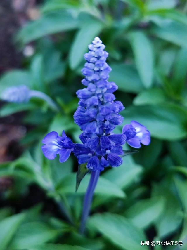 蓝花鼠尾草