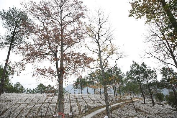 剑河岑松：秋冬种植热 林下产业兴