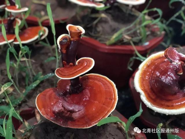 逛吃通州｜养绿植都弱爆了！2000盆鲜活灵芝开卖啦