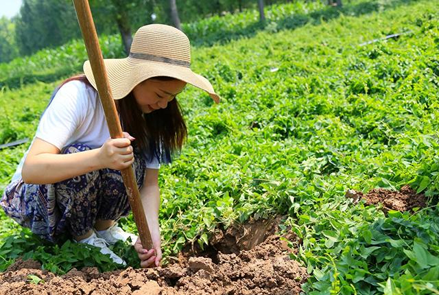 让山药长在模具里！这个山药种植新模式，方便、简单还高产