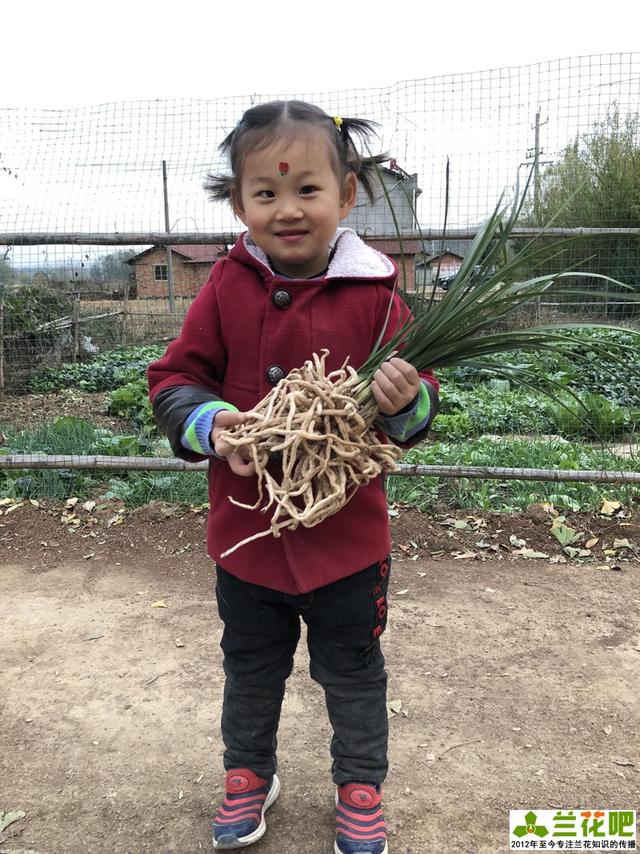 兰花的种子怎么繁殖？