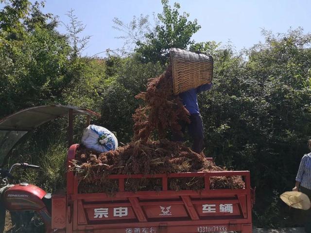 贵州金沙：“红缨子”迎丰收