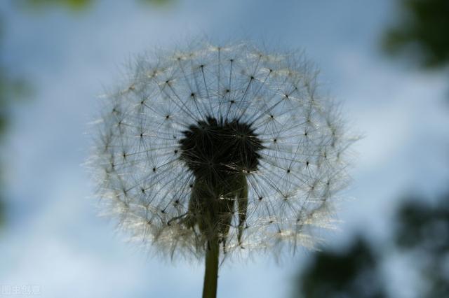 怎样进行蒲公英的栽培和管理方法？蒲公英栽种方法？过来看看吧