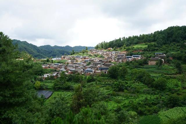 一粒续断籽带出山村产业路